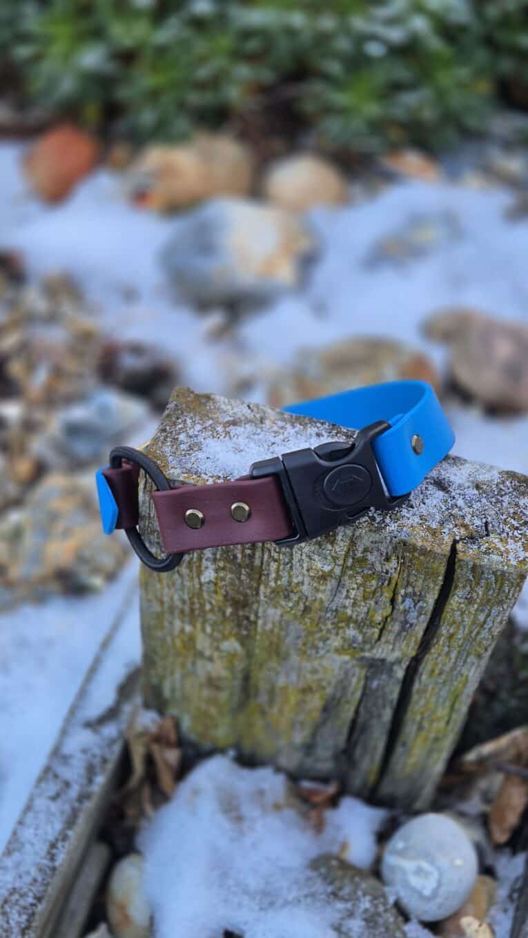 A blue and brown Quick-Snap Bungee Collar with a black plastic buckle sits atop a weathered wooden post outdoors, surrounded by snow and rocks.
