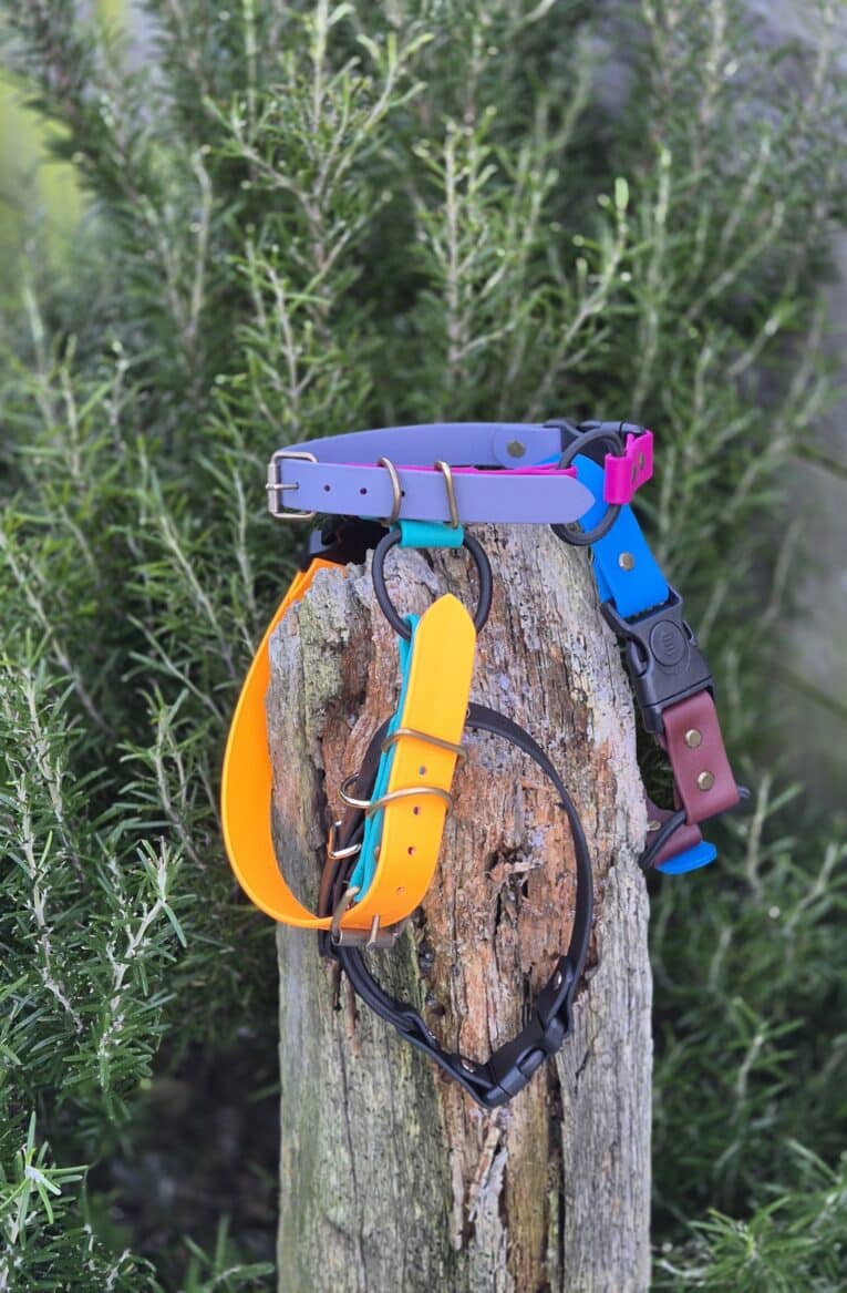 Four colourful Quick-Snap Bungee Collars—purple, orange, black, and blue—are draped over a weathered wooden post with green plants in the background; one features a quick-snap design for easy on and off.