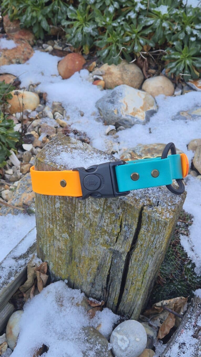 A yellow and teal Quick-Snap Bungee Collar with a black buckle rests on a weathered tree stump outdoors, surrounded by rocks, green plants, and patches of snow.
