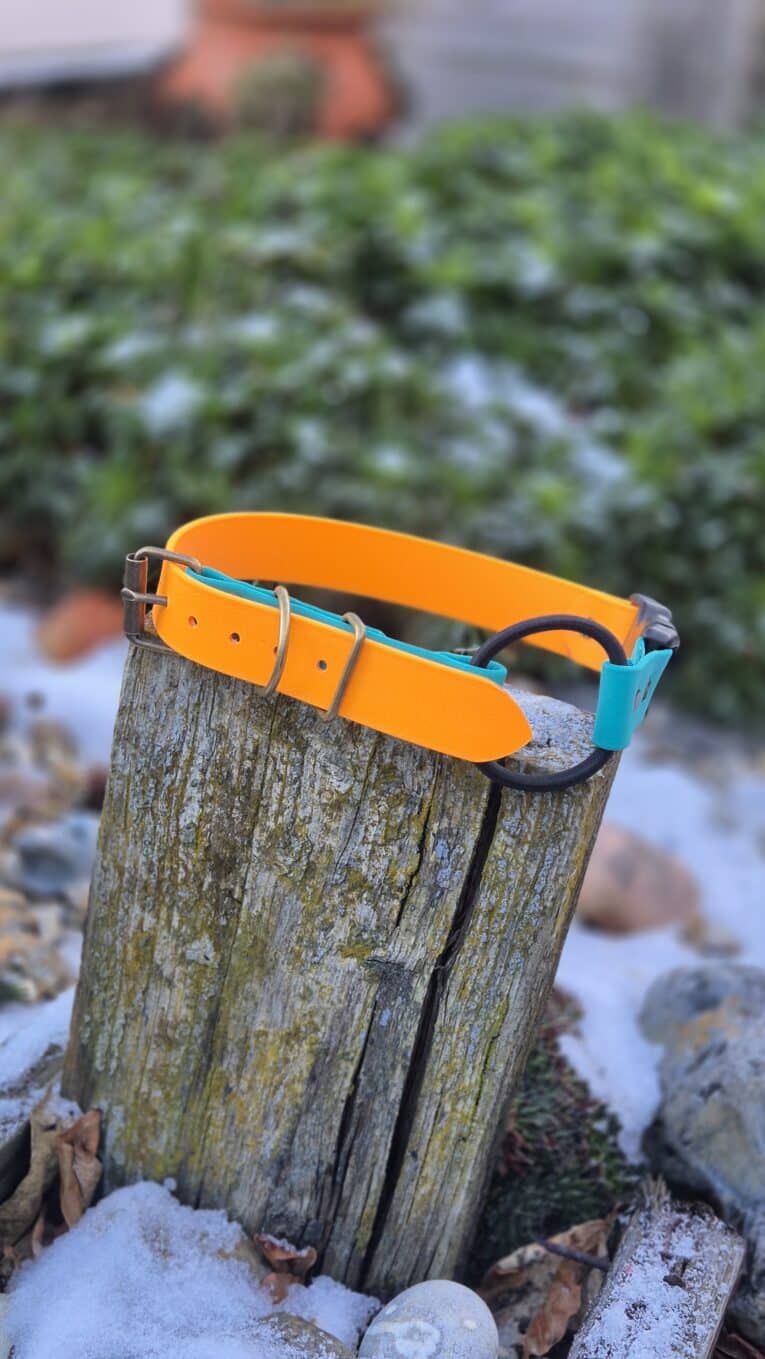 The Quick-Snap Bungee Collar, featuring a bright orange and teal design with a metal buckle, is draped over a weathered tree stump outdoors among patches of snow, rocks, and greenery.