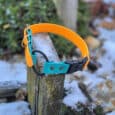 A bright orange and teal Quick-Snap Bungee Collar with a black buckle is wrapped around a weathered wooden post outdoors, surrounded by snow patches and green plants.