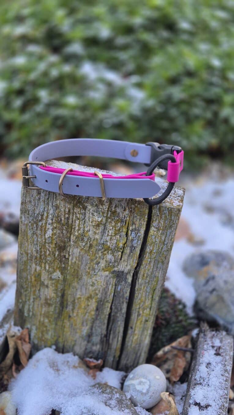 A pink and grey Quick-Snap Bungee Collar with a metal buckle sits atop a weathered tree stump outdoors, surrounded by snow patches and green foliage.