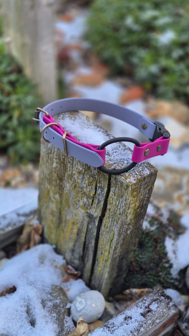 A Quick-Snap Bungee Collar in purple and pink with a metal ring hangs on a weathered wooden post outdoors, surrounded by snow patches, small stones, and green plants.