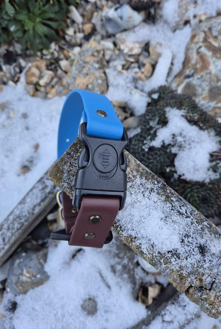 A Quick-Snap Bungee Collar, featuring blue and brown colours with a black buckle, rests on a snow-dusted wooden surface outdoors among rocks and plants.