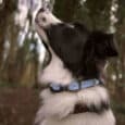 A black and white dog wearing a blue Custom Quick-Snap Collar Strap looks upwards while standing in a wooded outdoor area with blurred trees in the background.