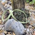A pale green Figure of Eight Headcollar rests on rocky ground among succulents, weathered wooden posts, and scattered stones.