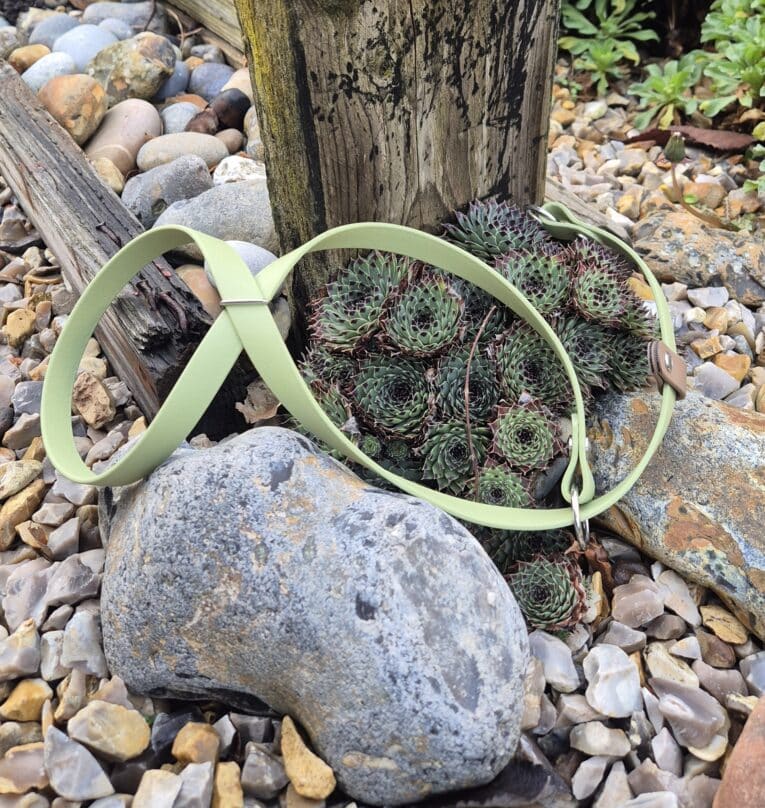 A pale green Figure of Eight Headcollar rests on rocky ground among succulents, weathered wooden posts, and scattered stones.
