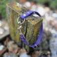 Vibrant blue quick-snap customisable dog collar with metal chain and D-ring, draped over weathered wooden post in garden setting.