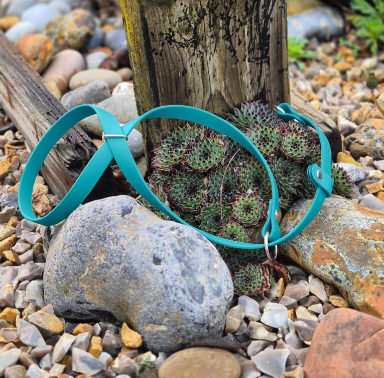 Turquoise Biothane head collar positioned on succulents among coastal stones and weathered wood.