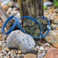 A blue dog harness lies on gravel and rocks next to a log and some green succulents in a garden setting.