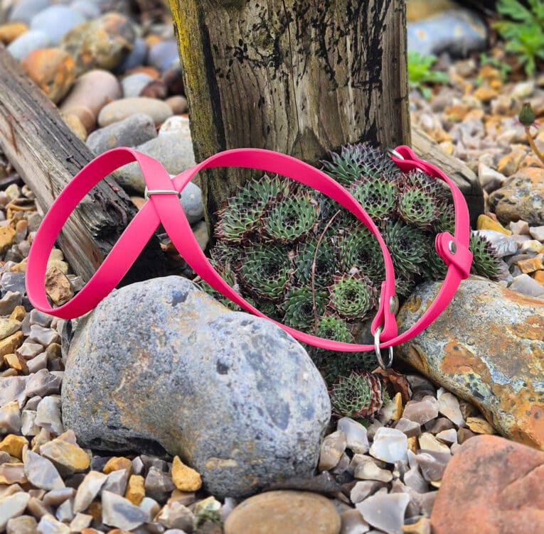Bright pink Biothane figure of eight head collar displayed on succulents amongst coastal stones and driftwood.