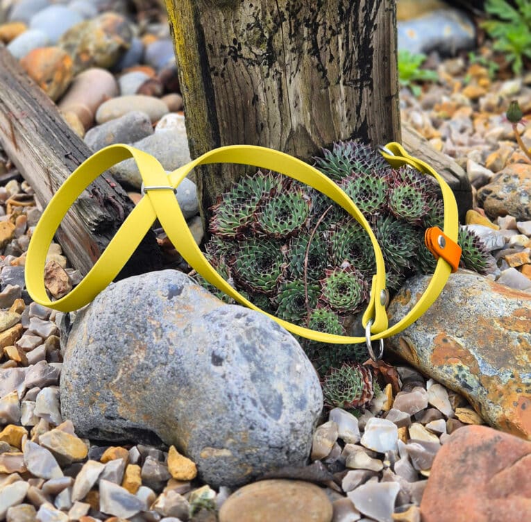 A bright yellow dog collar with a silver buckle is laid on rocky ground near green succulents and a wooden post. Various stones and pebbles surround the collar and plants.