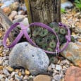 Purple figure of eight head collar restraining spiky succulents among coastal pebbles and weathered driftwood.