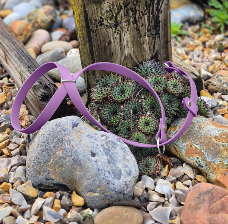 Purple figure of eight head collar restraining spiky succulents among coastal pebbles and weathered driftwood.