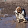 A brown and white dog shakes off water whilst standing in a muddy puddle, with splashes and droplets flying around—reminding us that after outdoor fun, cleanliness and good hygiene are important for our furry friends.