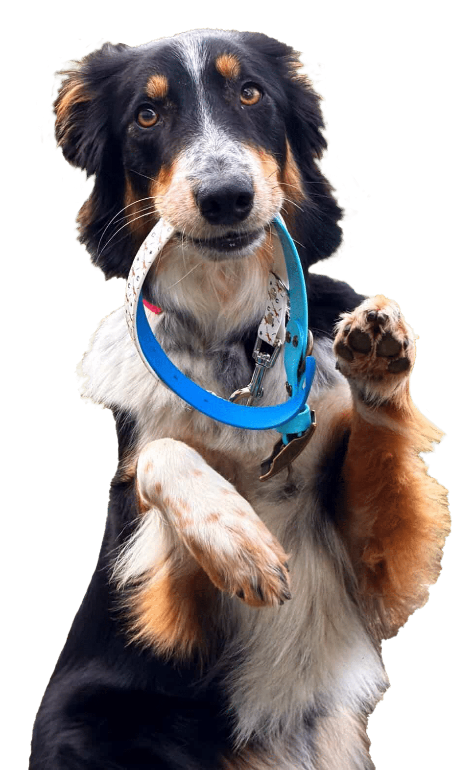 A tricolour dog with black, brown, and white fur sits upright, holding a blue handmade biothane dog collar in its mouth and raising one paw, looking directly at the camera against a white background.