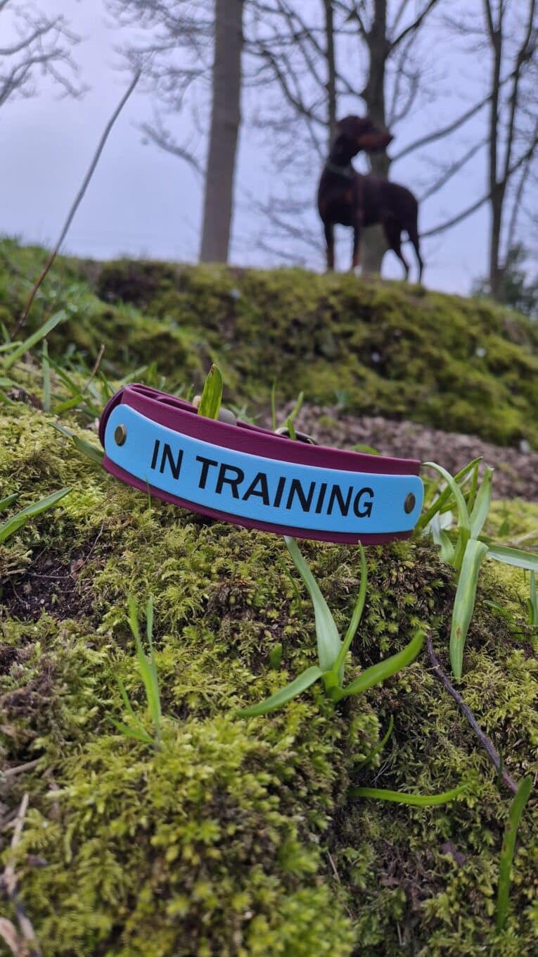 Printed double layer hound collar marked 'IN TRAINING' rests on moss with dog standing in woodland background.