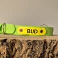 A bright green Centre O-Ring Collar / Gundog Collar with a yellow name tag labelled "BUD," displayed on a textured wooden surface against a plain background.