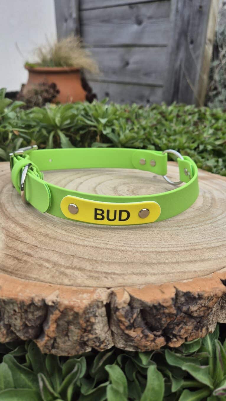 A Centre O-Ring Collar / Gundog Collar in bright green with a yellow nameplate reading "BUD" rests on a tree stump among greenery, backed by a wooden fence and potted plant.