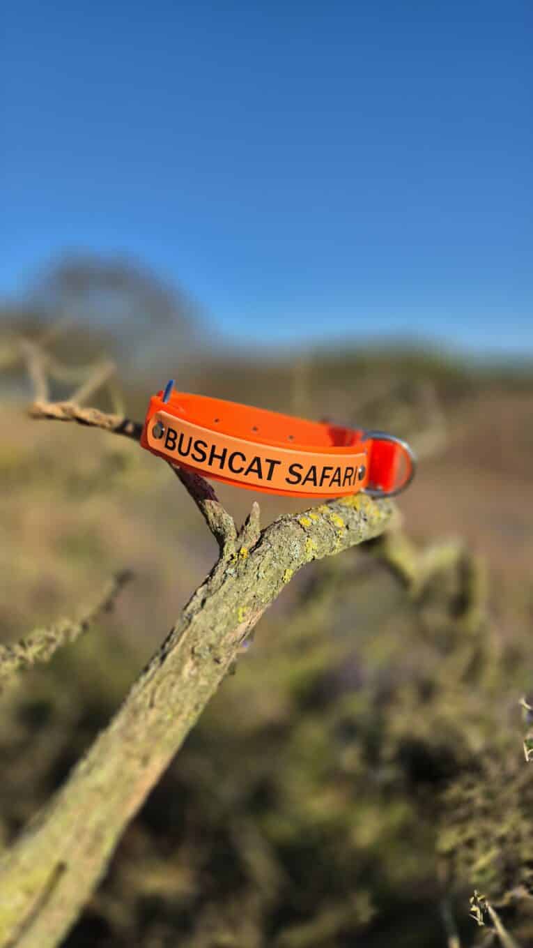 Bright orange BioThane nameplate add-on engraved 'BUSHCAT SAFARI' clipped to a branch in natural bushland setting.