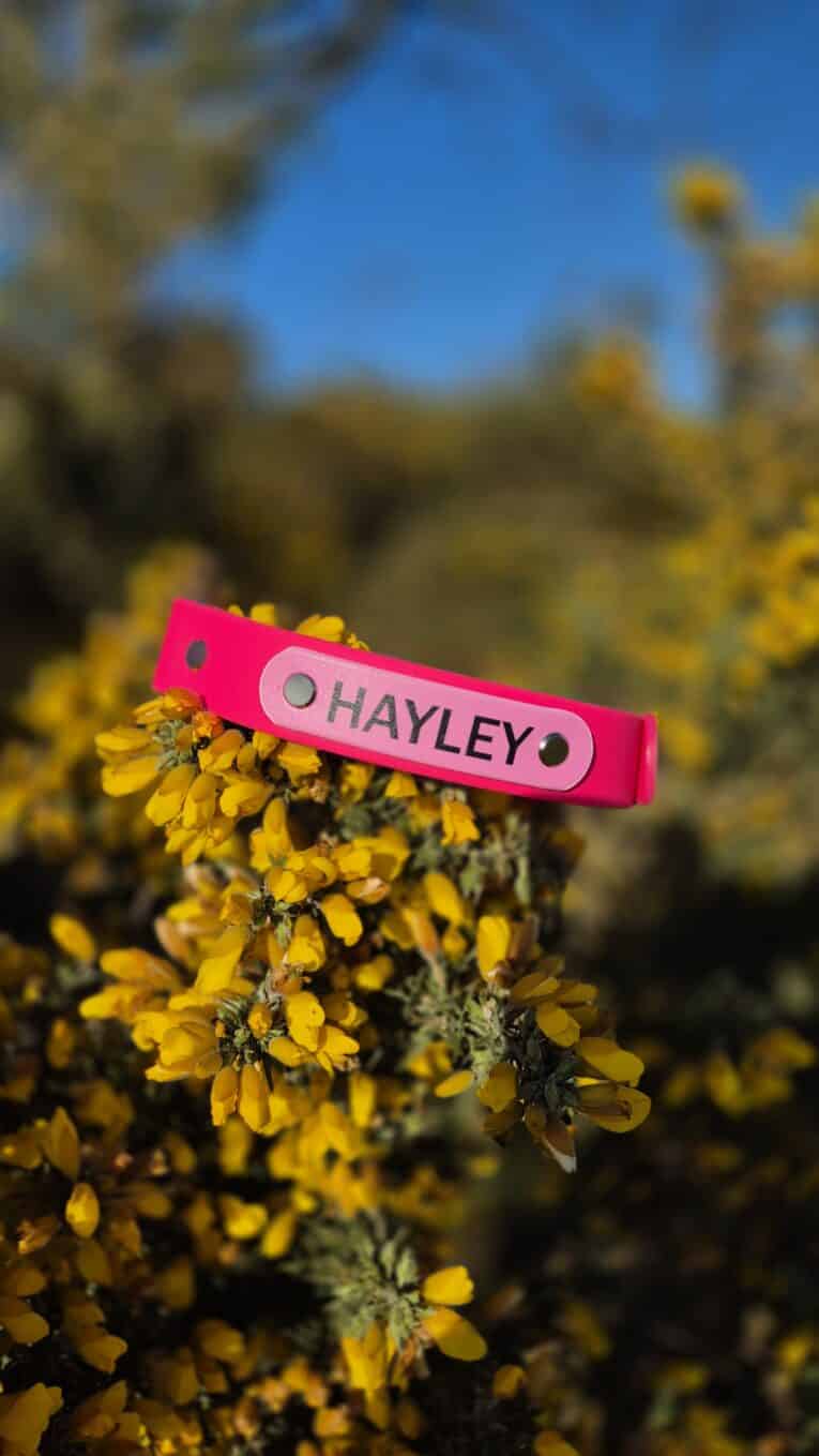 Bright pink BioThane nameplate reading 'HAYLEY' attached to yellow flowering shrub outdoors.