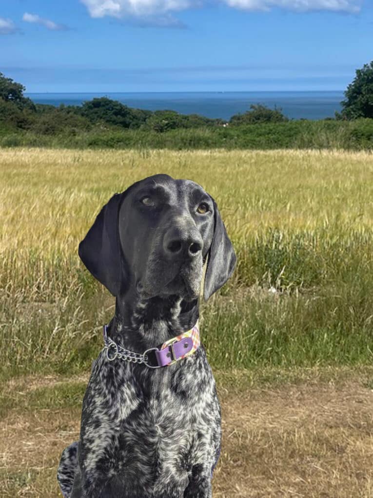 A black and grey spotted dog wearing a purple Martingale / Half-Check Collar sits on a dirt path before a grassy field, with green trees, the sea, and a blue sky with clouds in the background.