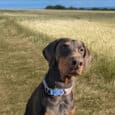 A Dobermann wearing a silver Martingale / Half-Check Collar sits on a dirt path through a golden field, with blue sky and distant trees in the background.