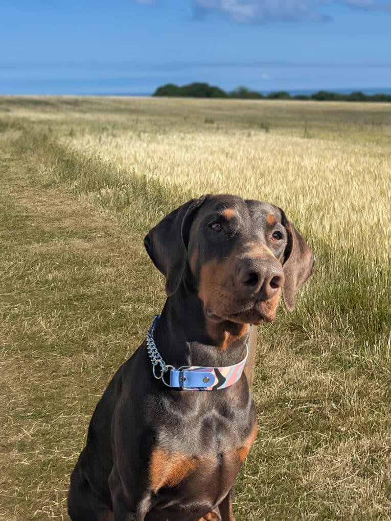 A Dobermann wearing a silver Martingale / Half-Check Collar sits on a dirt path through a golden field, with blue sky and distant trees in the background.