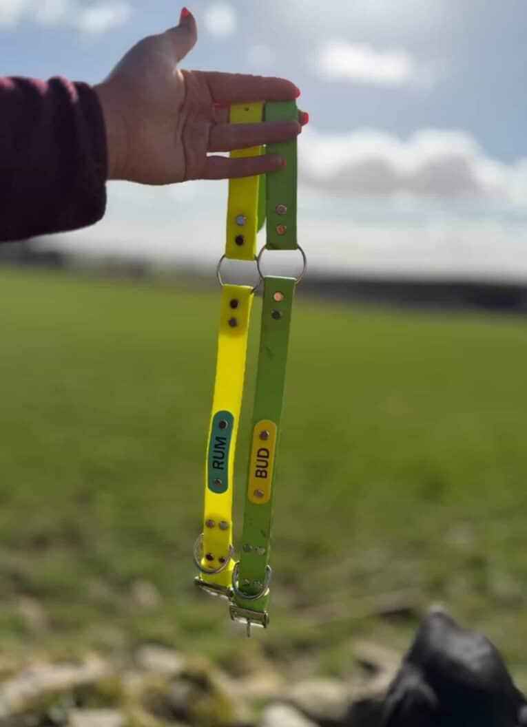A hand holds two Centre O-Ring Collars / Gundog Collars—one yellow labelled "RUM," one green with an O-ring labelled "BUD"—against a blurred outdoor background of green grass and blue sky.