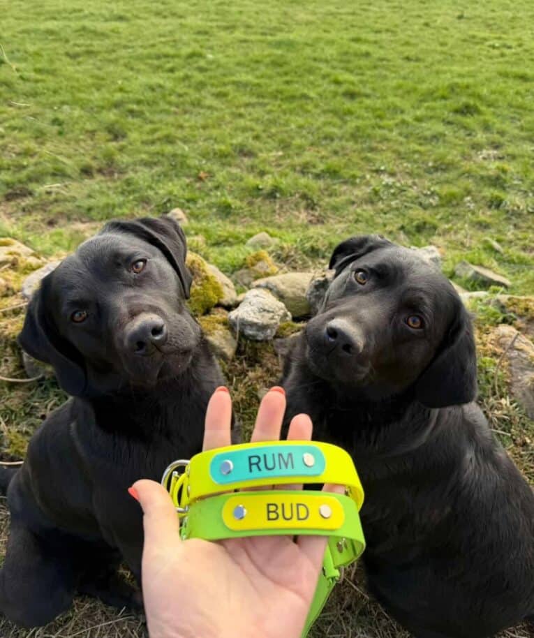 Two black Labradors sit on the grass, tilting their heads. In front, a hand holds two bright yellow Centre O-Ring Collars / Gundog Collars labelled "RUM" and "BUD." A mossy stone wall and green field are in the background.
