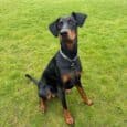 A black and tan Dobermann dog with a silver chain collar sits attentively on green grass, looking slightly to the side. The background is an open grassy area.