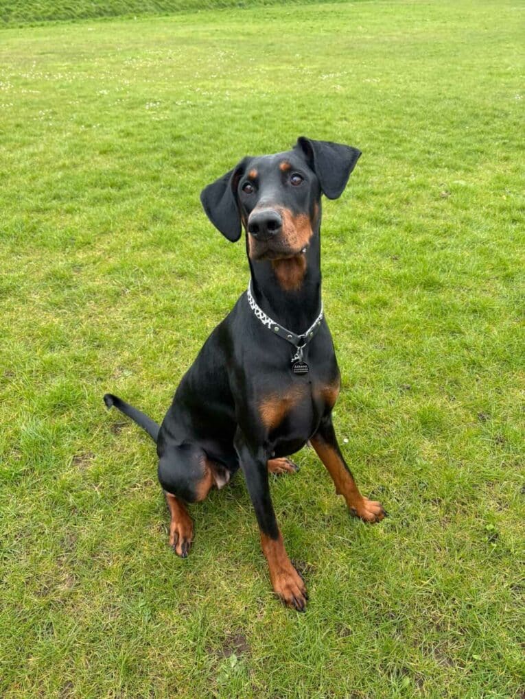 A black and tan Dobermann dog with a silver chain collar sits attentively on green grass, looking slightly to the side. The background is an open grassy area.