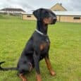 A black and tan Dobermann wearing a patterned collar sits alertly on green grass, with buildings and a cloudy sky in the background.