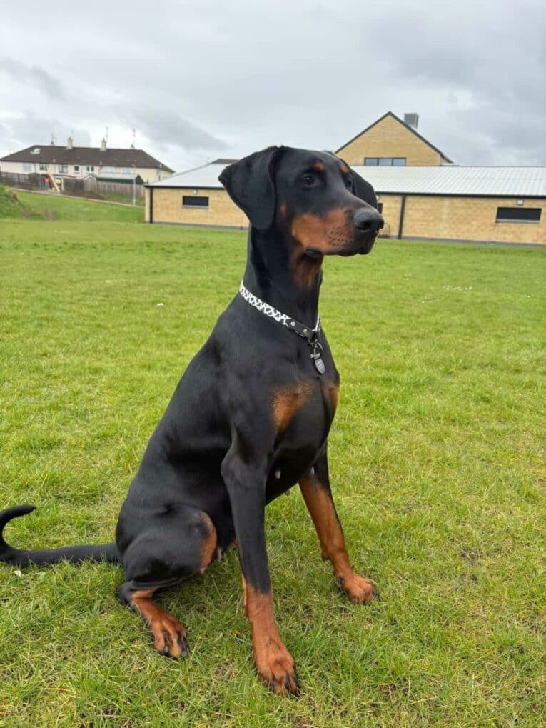 A black and tan Dobermann wearing a patterned collar sits alertly on green grass, with buildings and a cloudy sky in the background.