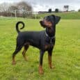 Black and tan Dobermann wearing a lightweight ID collar stands alert in a grassy field.