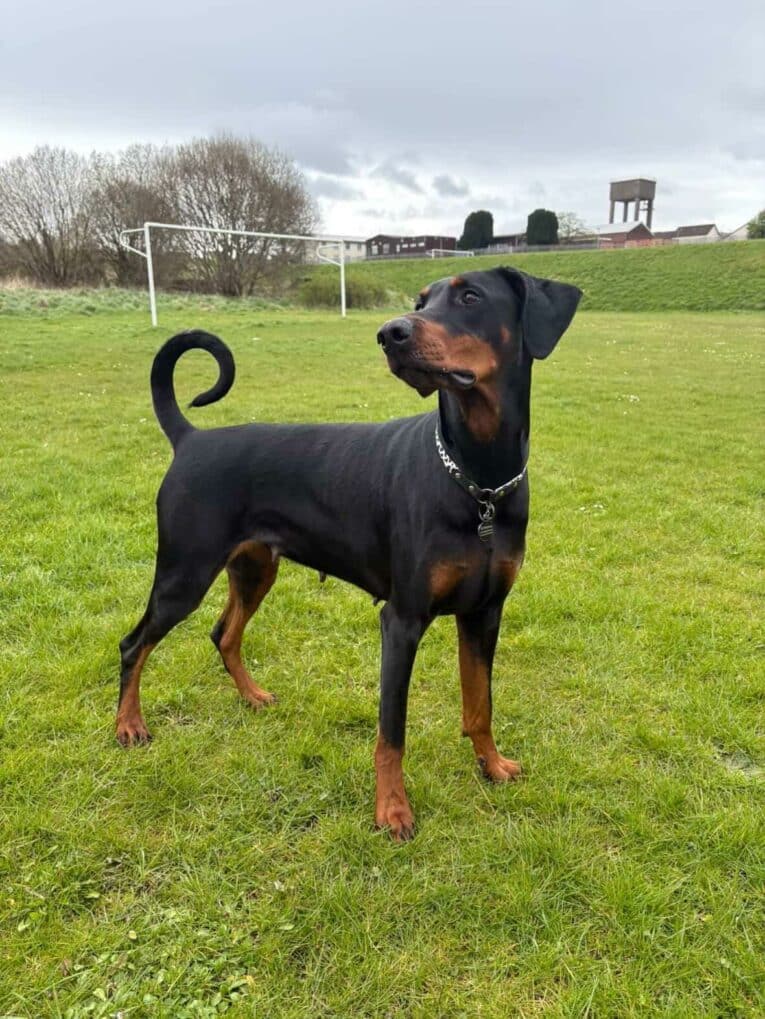 Black and tan Dobermann wearing a lightweight ID collar stands alert in a grassy field.