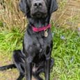 A black Labrador sits on grass in front of shrubs and a brick wall, wearing a bright pink collar with a round tag. The dog looks directly at the camera with a calm expression.
