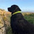 Black Labrador wearing a bright lime-green BioThane nameplate collar personalised with 'BUD', sitting by a stone wall overlooking countryside.
