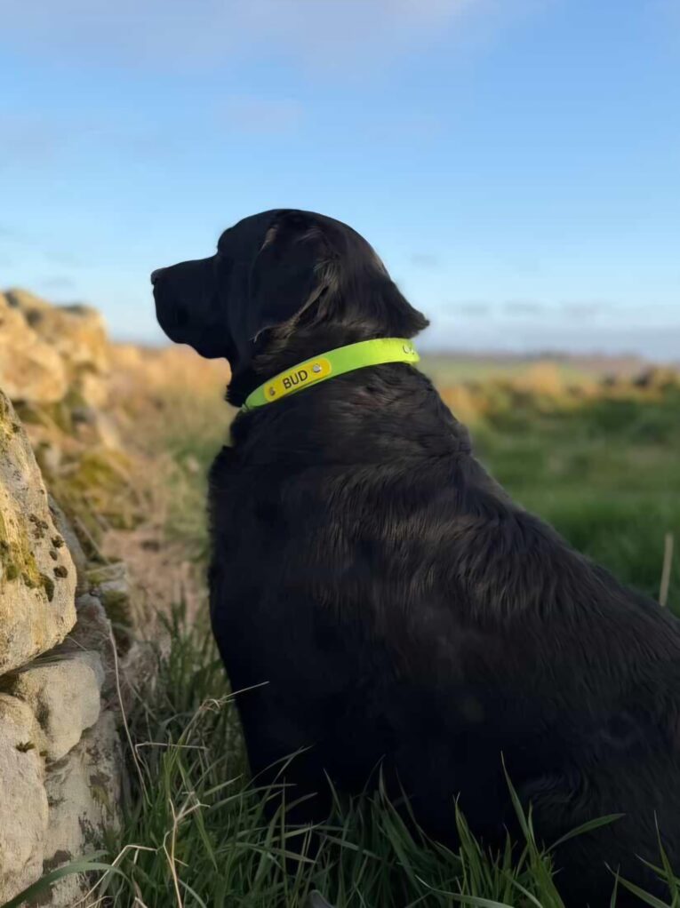 Black Labrador wearing a bright lime-green BioThane nameplate collar personalised with 'BUD', sitting by a stone wall overlooking countryside.