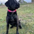 Black Labrador wearing a bright pink personalised gundog collar with nameplate, standing alert in a countryside field.