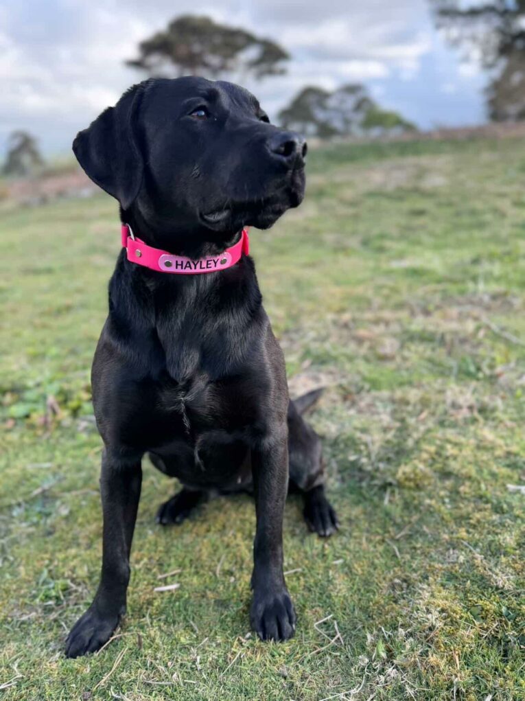Black Labrador wearing a bright pink personalised gundog collar with nameplate, standing alert in a countryside field.