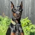A black and tan Dobermann pinscher with cropped ears sits alertly in a sunny garden, wearing a collar and chain, with green plants and a dark wooden fence in the background.
