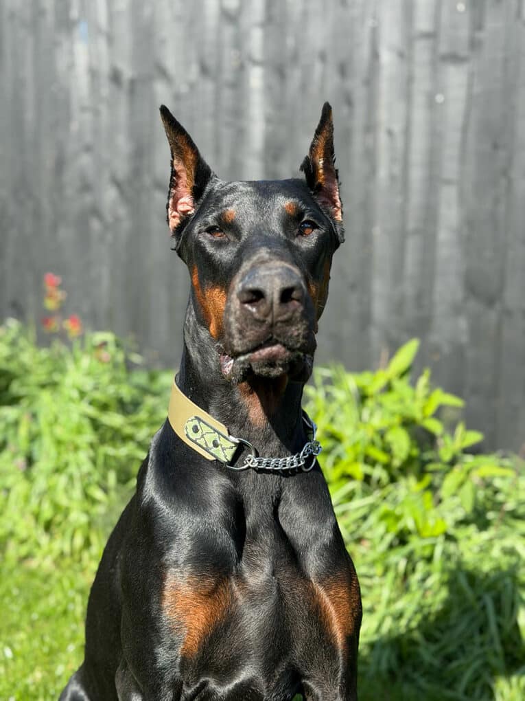 A black and tan Dobermann pinscher with cropped ears sits alertly in a sunny garden, wearing a collar and chain, with green plants and a dark wooden fence in the background.