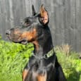 A black and tan Dobermann wearing a collar sits alertly outside on green grass, with a black wooden fence and some greenery in the blurred background.