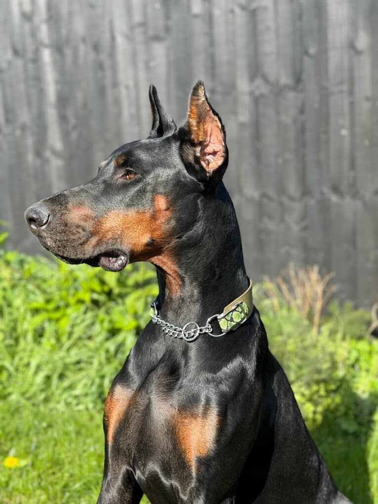 A black and tan Dobermann wearing a collar sits alertly outside on green grass, with a black wooden fence and some greenery in the blurred background.