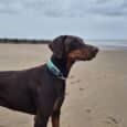 A Doberman wearing a green Martingale / Half-Check Collar stands alert on an empty sandy beach under a cloudy sky, looking towards the sea with pawprints in the sand.
