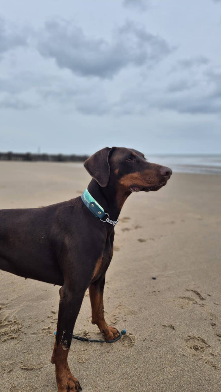 A Doberman wearing a green Martingale / Half-Check Collar stands alert on an empty sandy beach under a cloudy sky, looking towards the sea with pawprints in the sand.