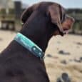 A brown dog wearing a Martingale / Half-Check Collar in teal and white sits on a sandy beach, facing away from the camera, with blurry wooden posts and scattered rocks in the background.