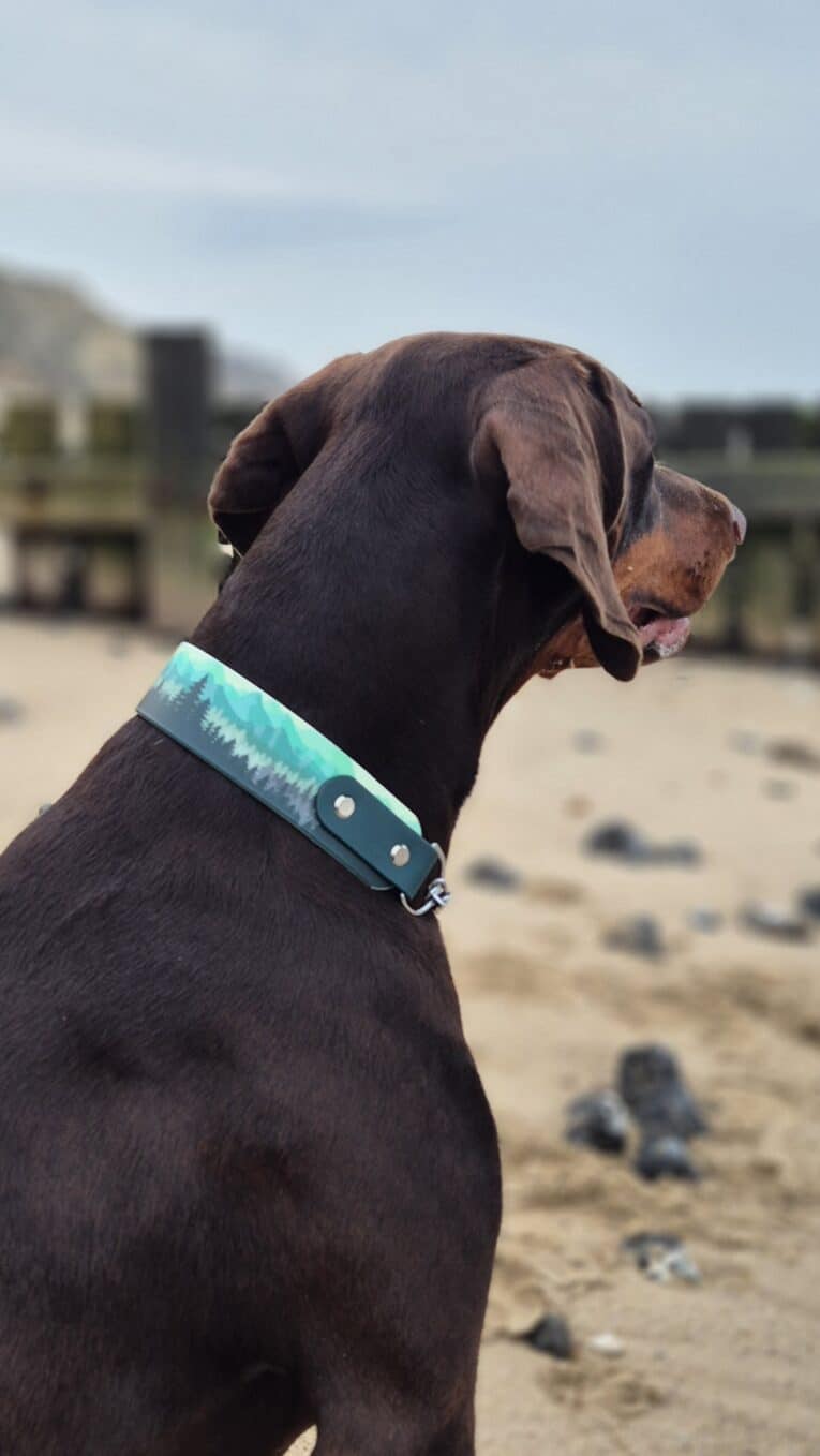 A brown dog wearing a Martingale / Half-Check Collar in teal and white sits on a sandy beach, facing away from the camera, with blurry wooden posts and scattered rocks in the background.
