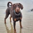 A brown and tan Dobermann, wearing a Martingale / Half-Check Collar, stands in shallow water on a sandy beach with its tail curled upward. The background features more water and a distant sandy shoreline.